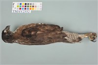 鳳頭蒼鷹藏品圖，第12張